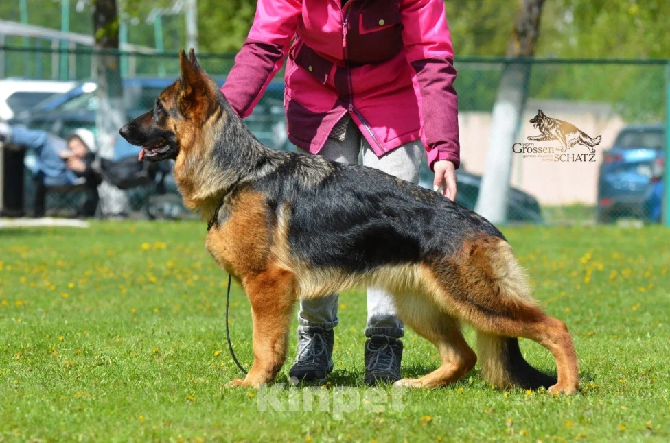 Собаки в Твери: подрощенные щенки неемецкой овчарки Девочка, 60 000 руб. - фото 5