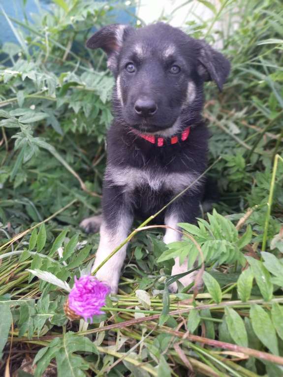 Собаки в других городах Крыма: Вента Девочка, 25 000 руб. - фото 6