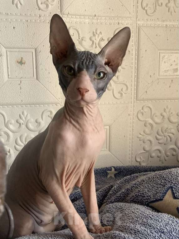 Кошки в Москве: Котик Донского сфинкса  Мальчик, 45 000 руб. - фото 3
