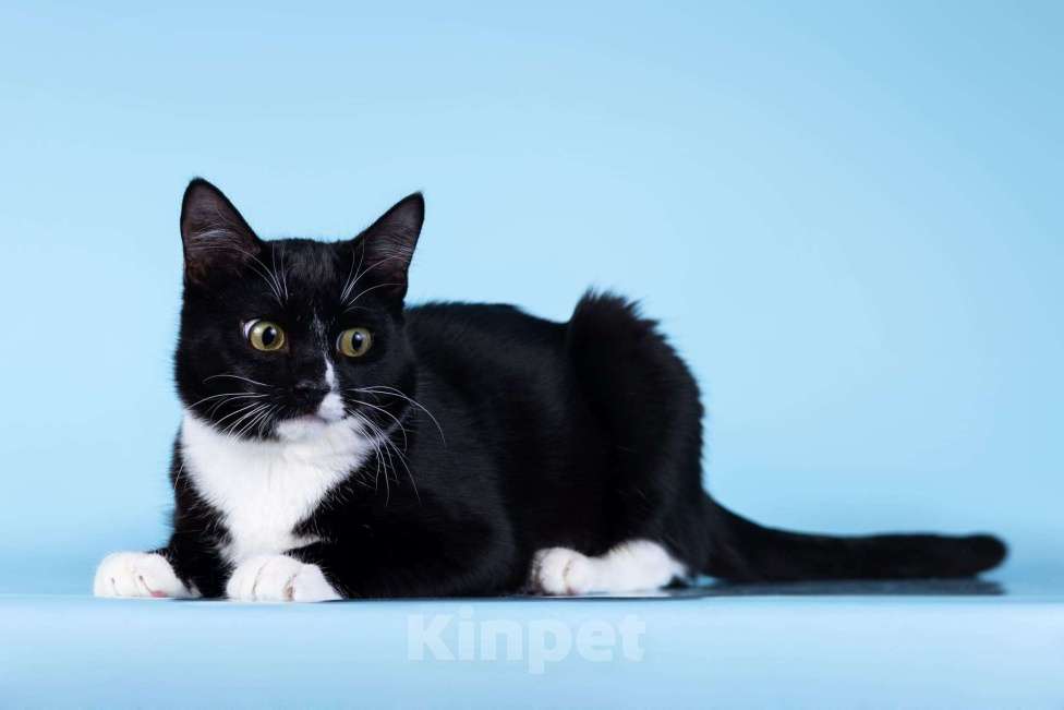 Кошки в Москве: Малыш Чертенок ищет дом. Мальчик, Бесплатно - фото 3