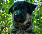 Собаки в Новочеркасске: Щенки немецкой овчарки, 1 руб. - фото 1