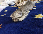 Кошки в Железнодорожном: Котяточки Мальчик, 8 000 руб. - фото 5