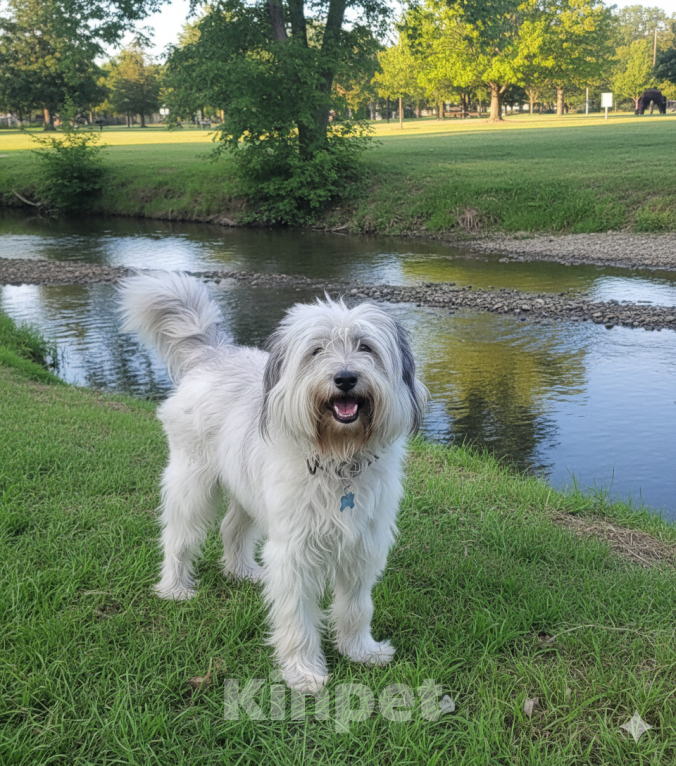 Собаки в Санкт-Петербурге: Жасмин в добрые руки Девочка, Бесплатно - фото 4