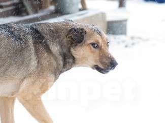 Собаки в Москве: Бесхитростная собака. Мася Девочка, Бесплатно - фото 1