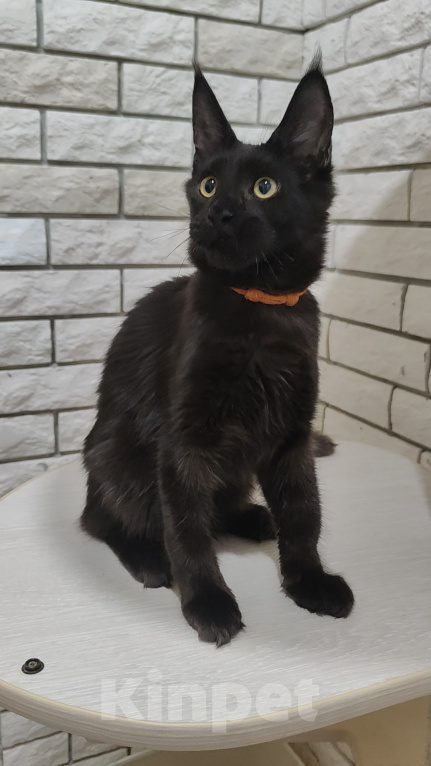 Кошки в Энгельс: Котенок мейн кун Мальчик, 45 000 руб. - фото 7
