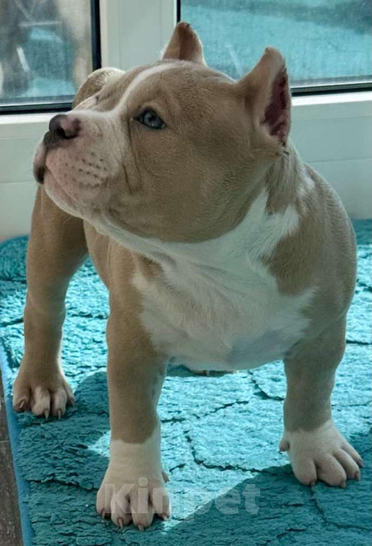Собаки в Лыткарино: Американский Булли Девочка, 200 000 руб. - фото 4