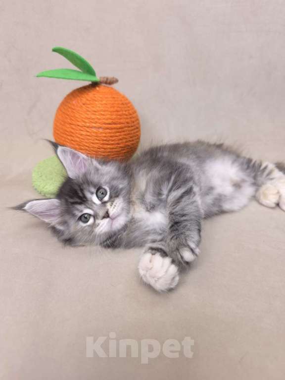 Кошки в Москве: Девочка помет С Девочка, 65 000 руб. - фото 4