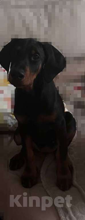 Собаки в Самаре: Щенок добермана девочка  Девочка, 20 000 руб. - фото 2