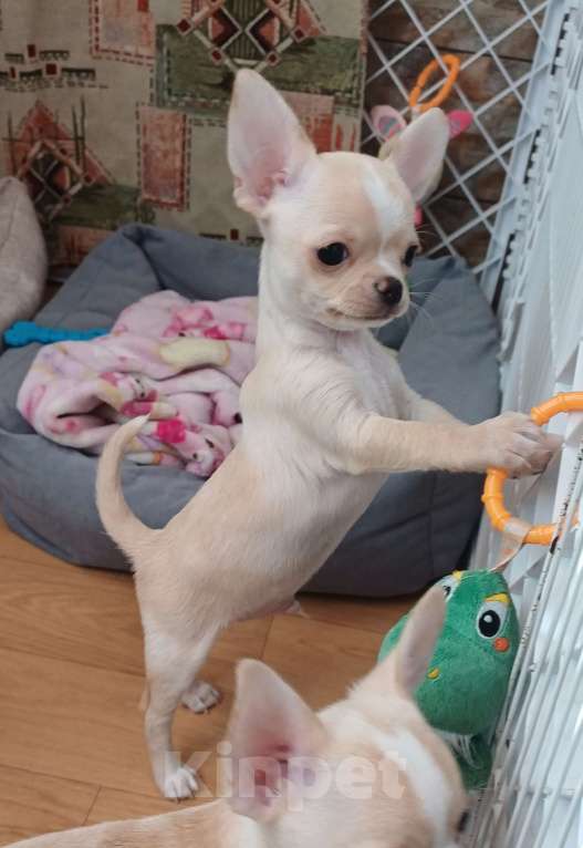 Собаки в Санкт-Петербурге: Малыши чихуахуа Мальчик, 30 000 руб. - фото 1