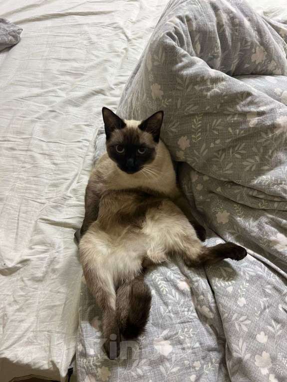 Кошки в Липецке: Отдам в добрые руки Девочка, Бесплатно - фото 4