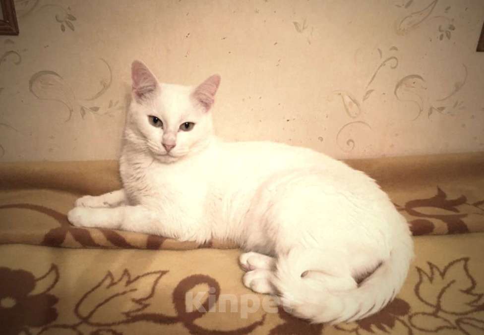Кошки в Москве: Бедный Альбус. Белый кот в добрые руки. Мальчик, Бесплатно - фото 2
