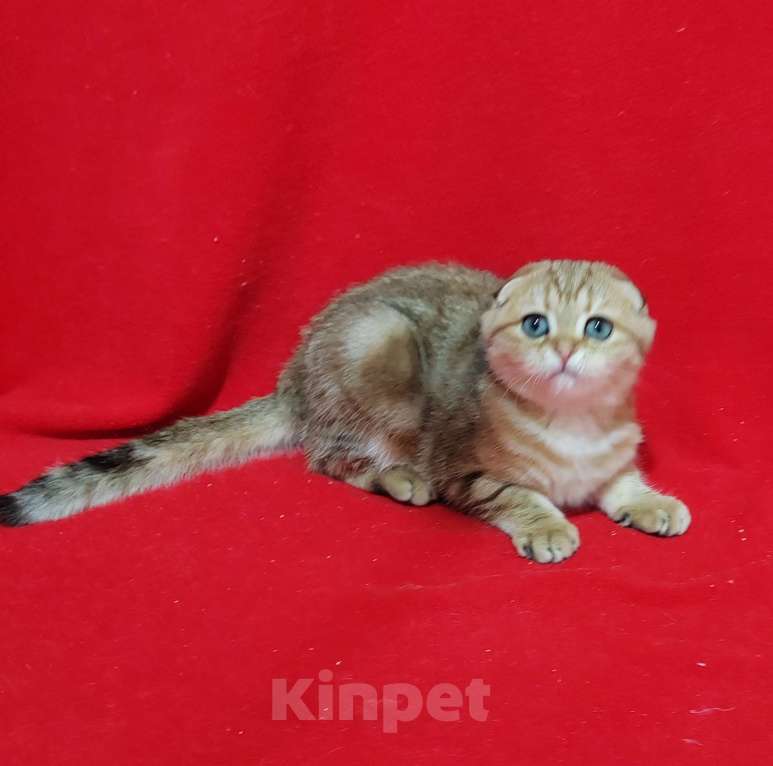 Кошки в Москве: Вислоухая золотая мраморная кошечка Девочка, 15 000 руб. - фото 7