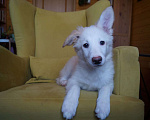 Собаки в Белоозёрском: Крошка Сью в добрые руки! Девочка, 100 руб. - фото 5