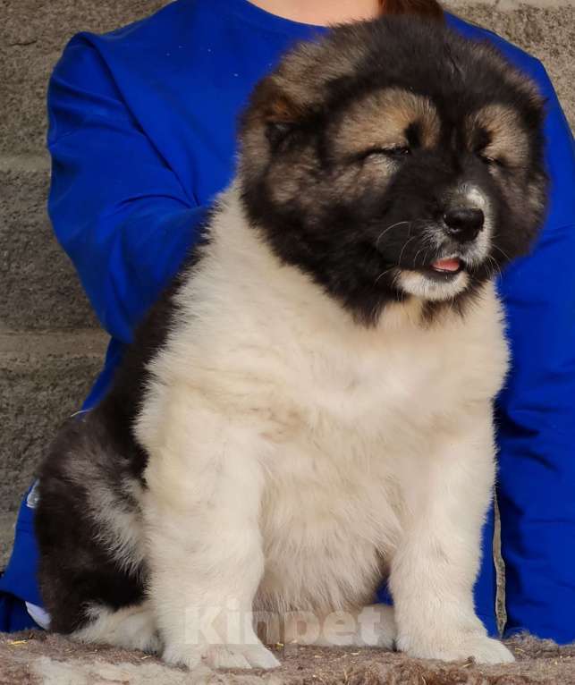Собаки в Новосибирске: Великолепные, породные щенки кавказской овчарки для племенной и выставочной карьеры. Привиты. Девочка, Бесплатно - фото 6
