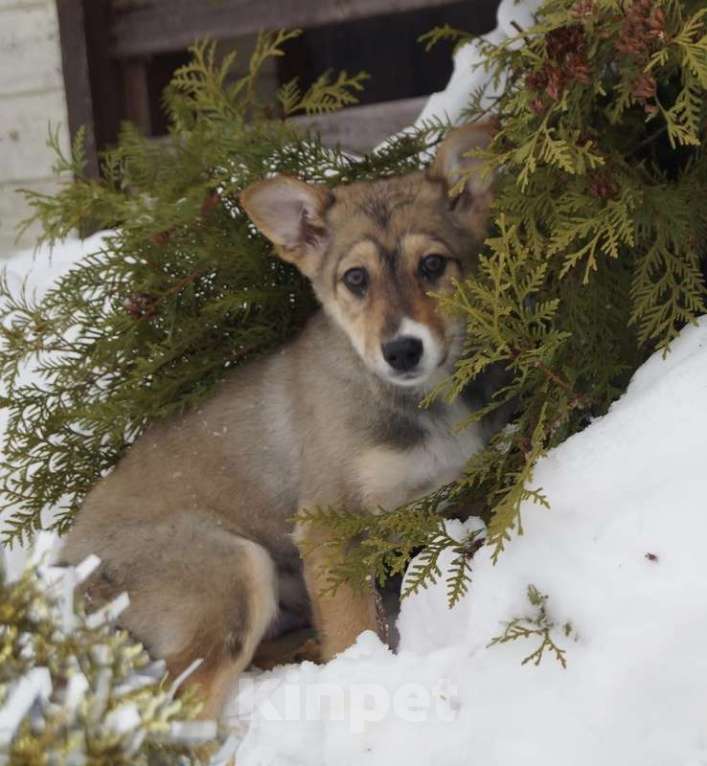 Собаки в Москве: Рыжий щенок, бородатый, белый, в добрые руки щенки Мальчик, 1 руб. - фото 7