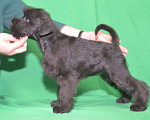 Собаки в Калуге: цвергшнауцер черного окраса Девочка, 60 000 руб. - фото 5