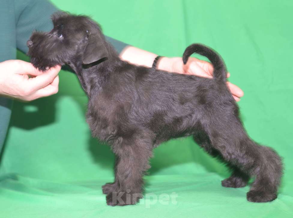 Собаки в Калуге: цвергшнауцер черного окраса Девочка, 60 000 руб. - фото 5