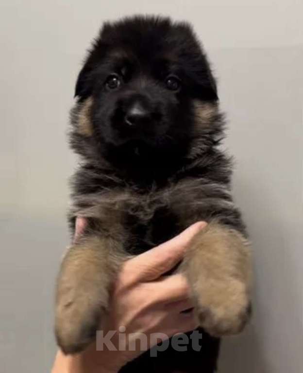 Собаки в Екатеринбурге: Щенки немецкой овчарки Разнополые, Бесплатно - фото 2