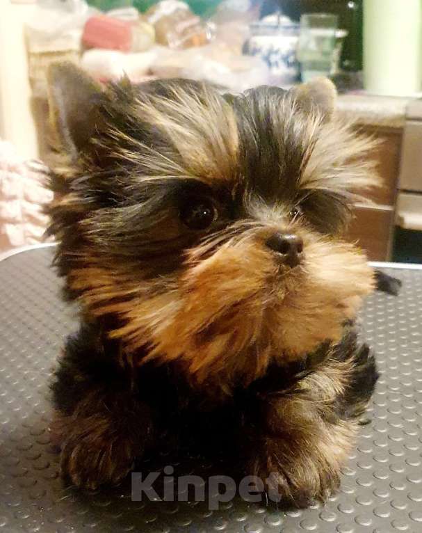 Собаки в Москве: Щенок йоркширского терьера Мальчик, 55 000 руб. - фото 7