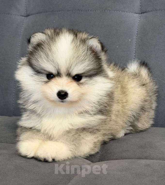 Собаки в Санкт-Петербурге: Девочка помски Девочка, 100 000 руб. - фото 1