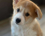 Собаки в Казани: Вельш-корги  Девочка, 50 000 руб. - фото 1