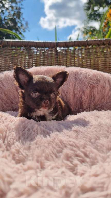 Собаки в Наро-Фоминске: Щенок чихуахуа шоко девочка Девочка, 30 000 руб. - фото 4