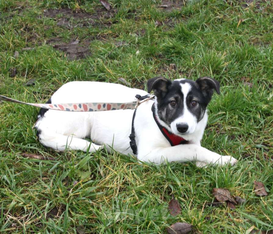 Собаки в Москве: Ласковая, добрая щеночек Панда в поисках своей родной семьи  Девочка, Бесплатно - фото 8