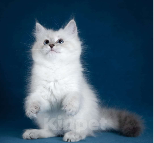 Кошки в других городах Московской области: Кошечка Фике Девочка, 60 000 руб. - фото 2