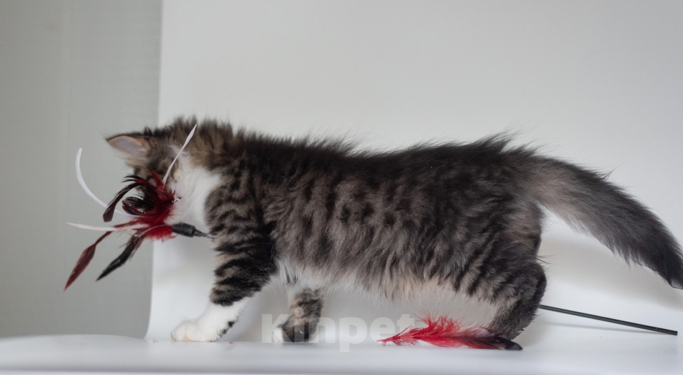 Кошки в Ногинске: Котенок девочка в добрые руки Девочка, Бесплатно - фото 4