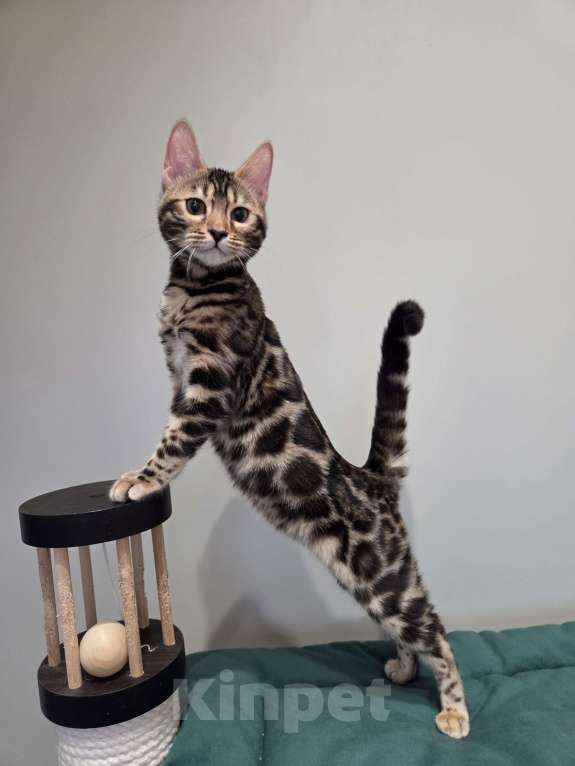 Кошки в Москве: Бенгальский котёнок  Девочка, Бесплатно - фото 1