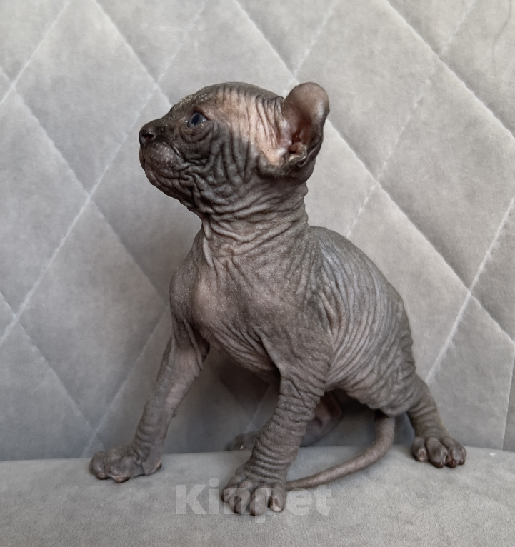 Кошки в Омске: Котенок Эльф Девочка, 50 000 руб. - фото 3