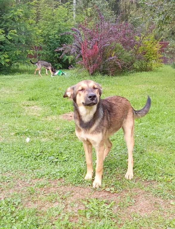 Собаки в Москве: Щенок Леся в добрые руки. Девочка, Бесплатно - фото 3