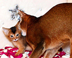 Кошки в Москве: Абиссинские котята Мальчик, 70 000 руб. - фото 2