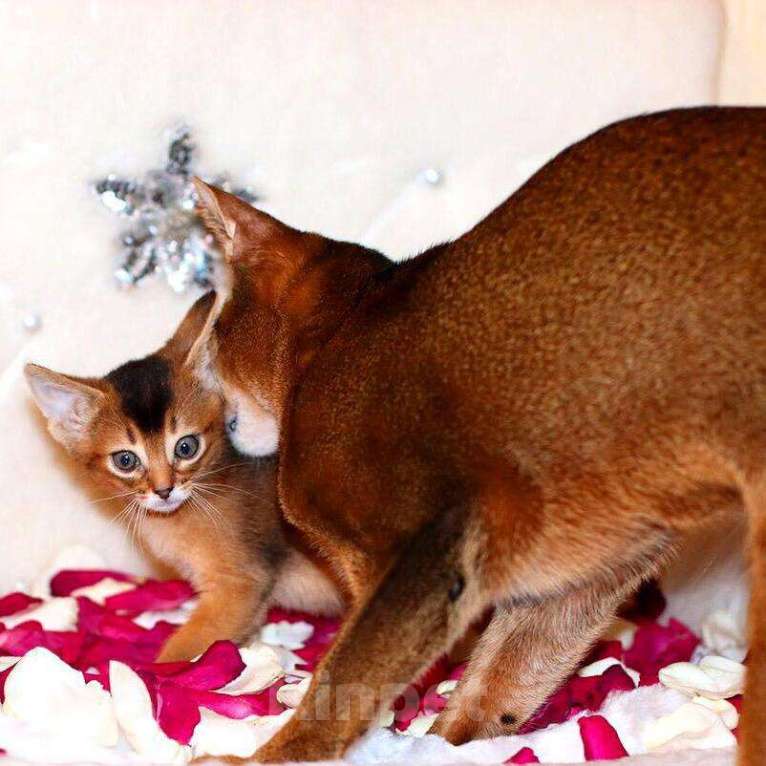 Кошки в Москве: Абиссинские котята Мальчик, 80 000 руб. - фото 2