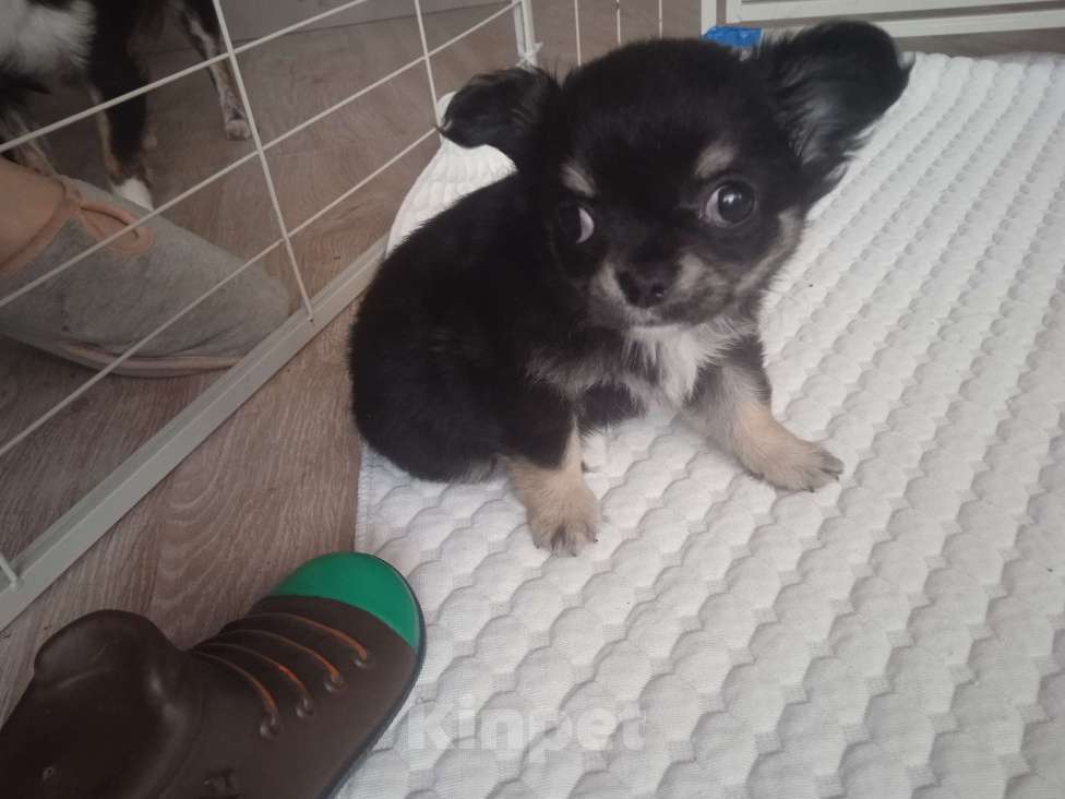 Собаки в Санкт-Петербурге: Чихуахуа мини Разнополые, 25 000 руб. - фото 10