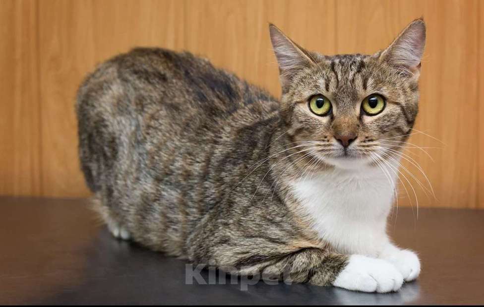 Кошки в Москве: Кошка Забава. Очаровательная леди в белых гольфиках.  Девочка, Бесплатно - фото 2