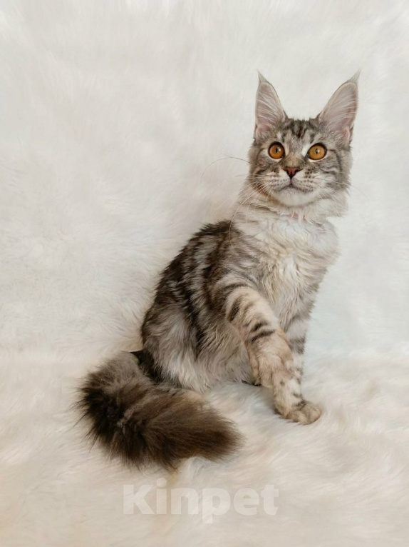 Кошки в Санкт-Петербурге: Котёнок мейн-кун Девочка, 40 000 руб. - фото 2