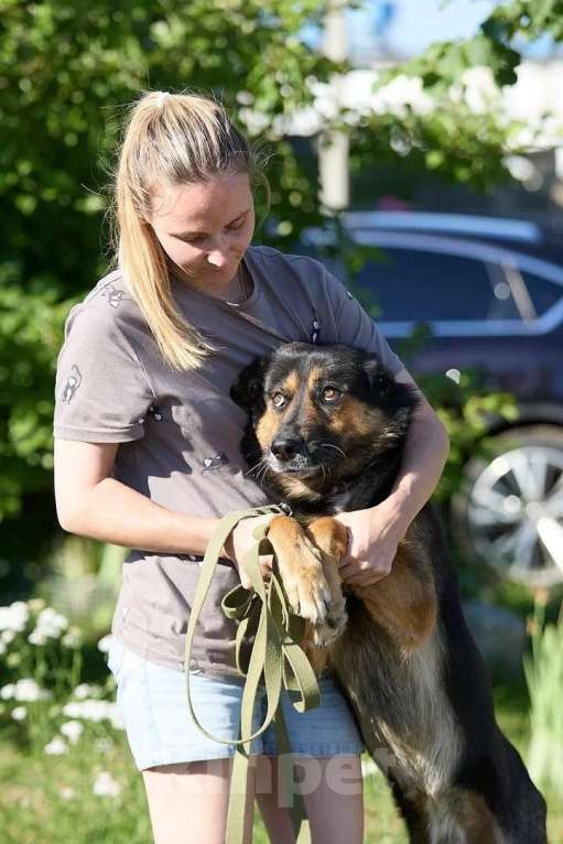 Собаки в Москве: Красавец Арчи Мальчик, Бесплатно - фото 3