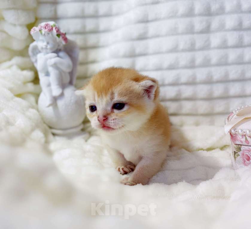 Кошки в Старом Осколе: Шотландский котик Мальчик, Бесплатно - фото 3