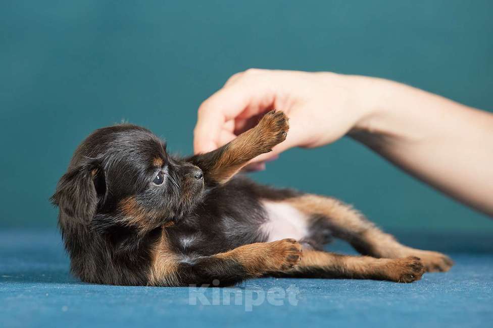Собаки в Вологде: Русский той Девочка, Бесплатно - фото 3