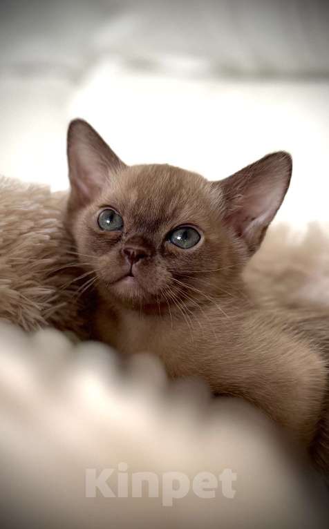 Кошки в Екатеринбурге: Европейские бурманские котята Мальчик, Бесплатно - фото 7