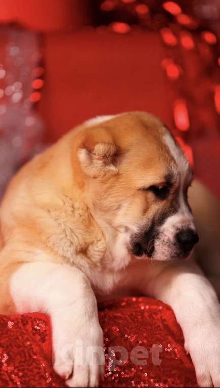 Собаки в Москве: Щенок алабая идеальный  Мальчик, Бесплатно - фото 3