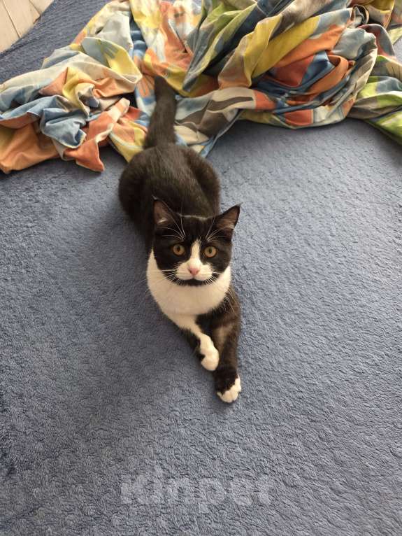 Кошки в Москве: Потерялась Черно-белая кошка Девочка, Бесплатно - фото 2