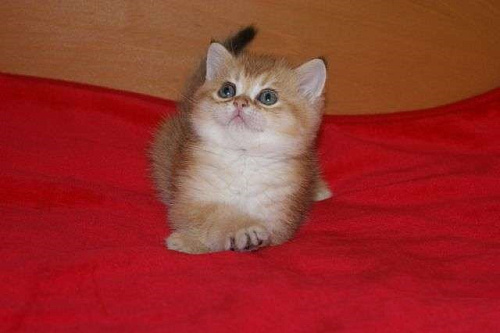 Золотой прямоухий мальчик