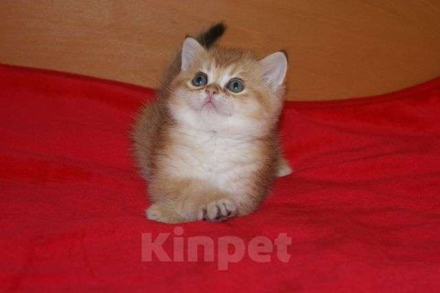 Кошки в Москве: Золотой прямоухий мальчик Мальчик, 30 000 руб. - фото 1