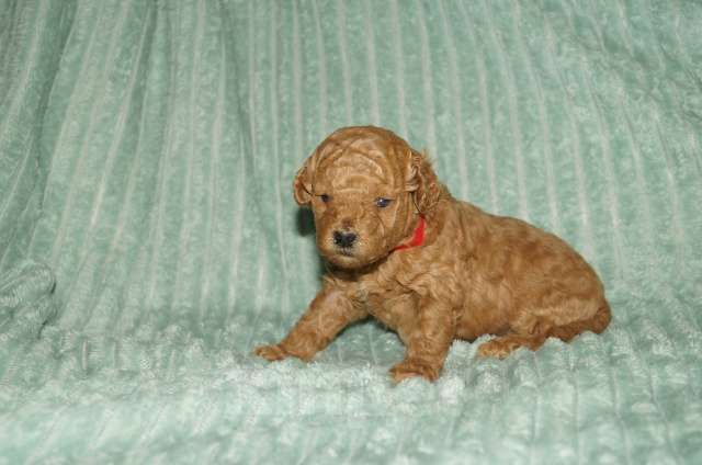 Собаки в Череповце: Щенки Той-пуделя Девочка, 70 000 руб. - фото 2