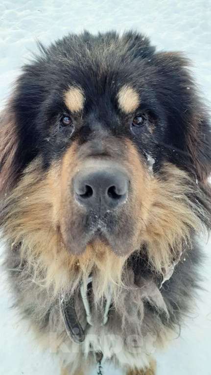 Собаки в Москве: Непал Мальчик, Бесплатно - фото 2