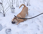 Собаки в Санкт-Петербурге: На сто процентов дружелюбный и добродушный пёс Мальчик, Бесплатно - фото 10