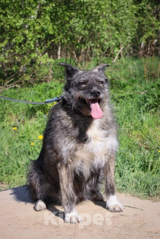 Собаки в Подольске: Олли нужен дом  Девочка, Бесплатно - фото 4