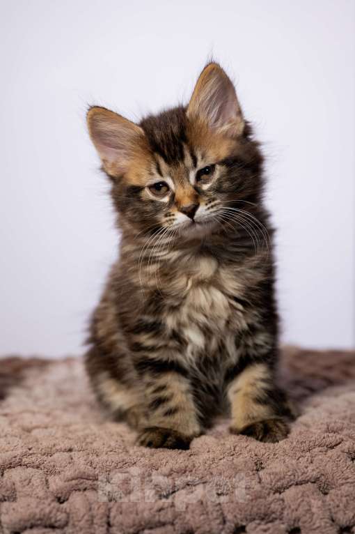 Кошки в Вологде: Курильский бобтейл котята в разведение Мальчик, 60 000 руб. - фото 2